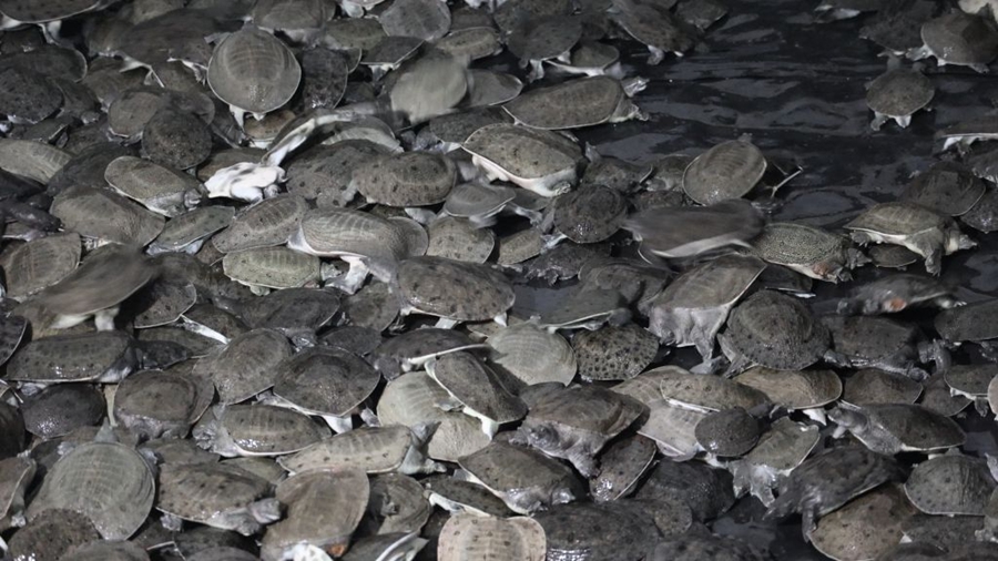 ??禾田生態養殖基地：一頭扎進泥土里，把日子過回本真的模樣