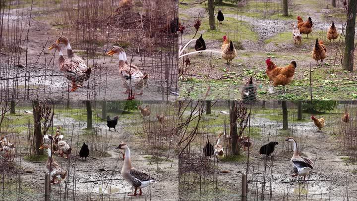 禾田生態養殖基地：體驗生態養殖的魅力 ??????